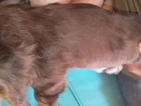 Honeysuckle, a female Miniature Dachshund for sale in Godfrey, IL – 2 of 5