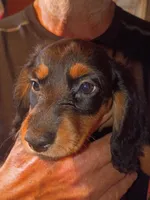 Nova, a female Miniature Dachshund for sale in Godfrey, IL – 2 of 3