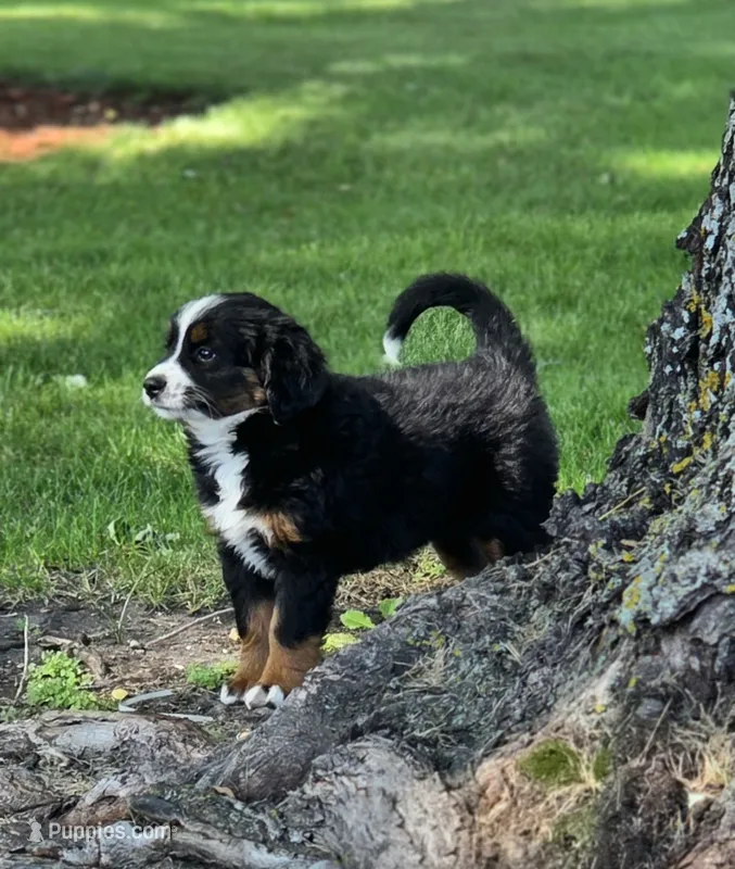CLARA – Bernese Mountain Dog, Miniature Australian Shepherd puppy for sale in Viking, MN