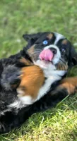 CLARA, a female Bernese Mountain Dog and Miniature Australian Shepherd for sale in Viking, MN – 5 of 8
