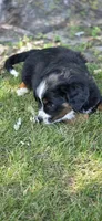 CLARA, a female Bernese Mountain Dog and Miniature Australian Shepherd for sale in Viking, MN – 6 of 8