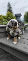 Opie, a male Bernese Mountain Dog and Miniature Australian Shepherd for sale in Viking, MN – 2 of 10