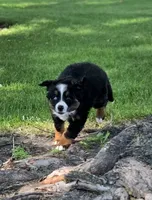 CLARA, a female Bernese Mountain Dog and Miniature Australian Shepherd for sale in Viking, MN – 2 of 8