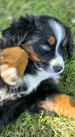 CLARA, a female Bernese Mountain Dog and Miniature Australian Shepherd for sale in Viking, MN – 3 of 8