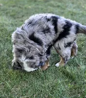 Opie, a male Bernese Mountain Dog and Miniature Australian Shepherd for sale in Viking, MN – 10 of 10