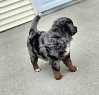 Gomer, a male Bernese Mountain Dog and Miniature Australian Shepherd for sale in Viking, MN – 7 of 7