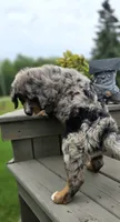 Gomer, a male Bernese Mountain Dog and Miniature Australian Shepherd for sale in Viking, MN – 6 of 7