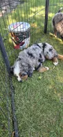 Opie, a male Bernese Mountain Dog and Miniature Australian Shepherd for sale in Viking, MN – 9 of 10