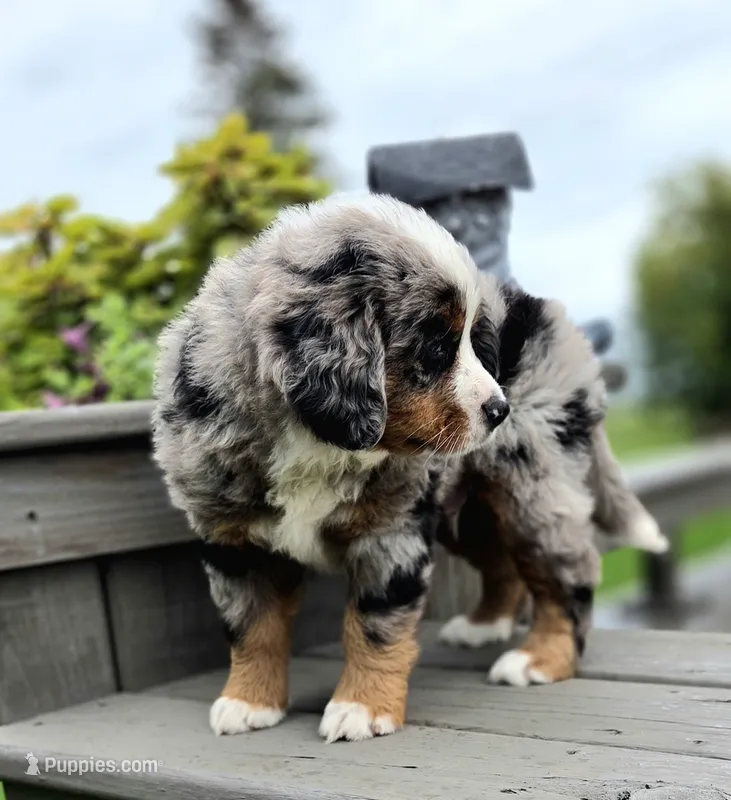 Opie – Bernese Mountain Dog, Miniature Australian Shepherd puppy for sale in Viking, MN