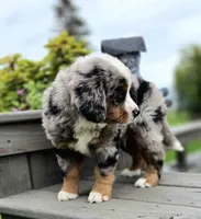 Opie, a male Bernese Mountain Dog and Miniature Australian Shepherd for sale in Viking, MN – 1 of 10