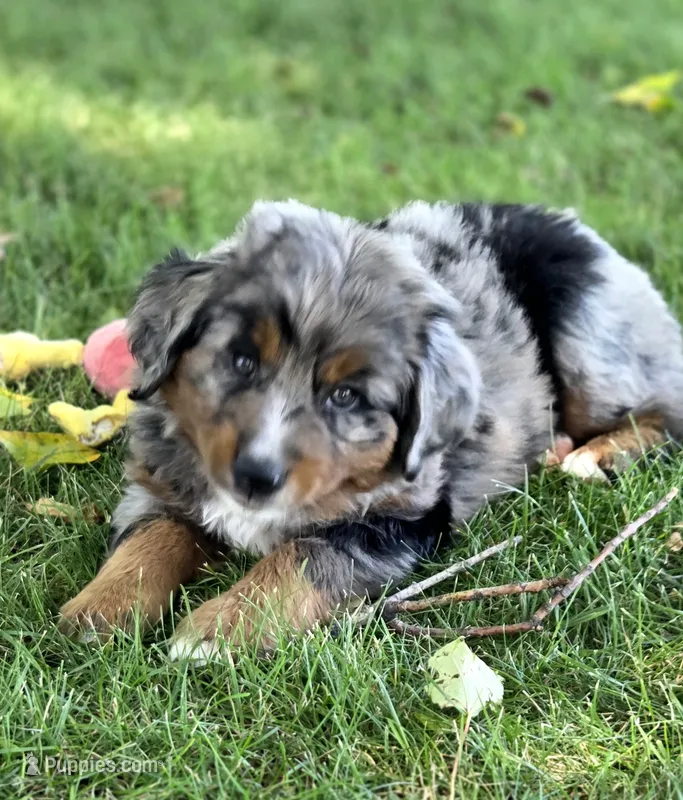 Gomer – Bernese Mountain Dog, Miniature Australian Shepherd puppy for sale in Viking, MN