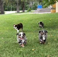 Gomer, a male Bernese Mountain Dog and Miniature Australian Shepherd for sale in Viking, MN – 5 of 7