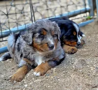 Gomer, a male Bernese Mountain Dog and Miniature Australian Shepherd for sale in Viking, MN – 3 of 7