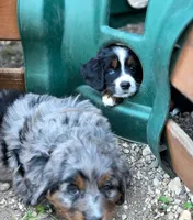 CLARA, a female Bernese Mountain Dog and Miniature Australian Shepherd for sale in Viking, MN – 4 of 8