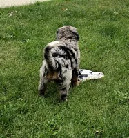 Gomer, a male Bernese Mountain Dog and Miniature Australian Shepherd for sale in Viking, MN – 2 of 7