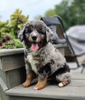Gomer, a male Bernese Mountain Dog and Miniature Australian Shepherd for sale in Viking, MN – 4 of 7