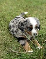 Opie, a male Bernese Mountain Dog and Miniature Australian Shepherd for sale in Viking, MN – 8 of 10