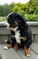 CLARA, a female Bernese Mountain Dog and Miniature Australian Shepherd for sale in Viking, MN – 7 of 8