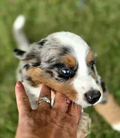 Opie, a male Bernese Mountain Dog and Miniature Australian Shepherd for sale in Viking, MN – 5 of 10