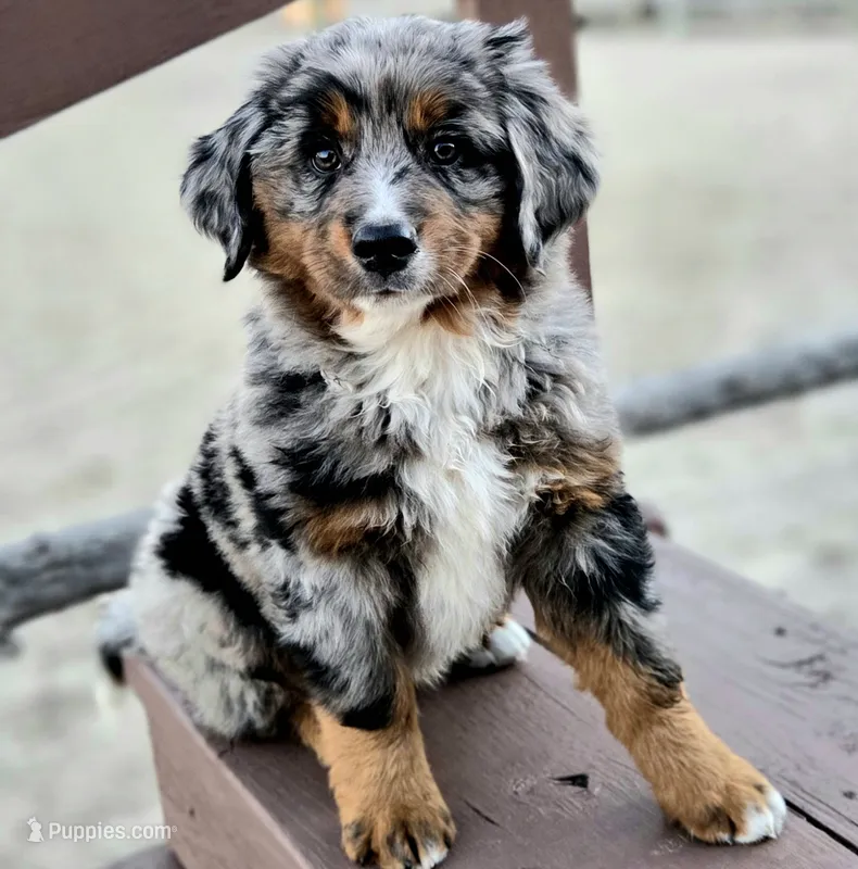 Gomer – Bernese Mountain Dog, Miniature Australian Shepherd puppy for sale in Viking, MN