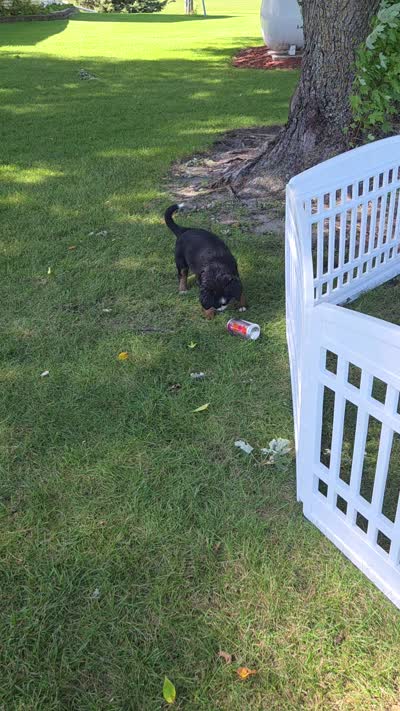 CLARA, a female Bernese Mountain Dog and Miniature Australian Shepherd for sale in Viking, MN – 8 of 8
