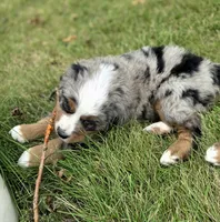 Opie, a male Bernese Mountain Dog and Miniature Australian Shepherd for sale in Viking, MN – 6 of 10