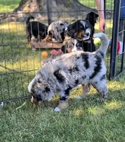 Opie, a male Bernese Mountain Dog and Miniature Australian Shepherd for sale in Viking, MN – 4 of 10