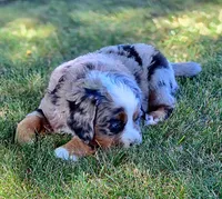 Opie, a male Bernese Mountain Dog and Miniature Australian Shepherd for sale in Viking, MN – 7 of 10