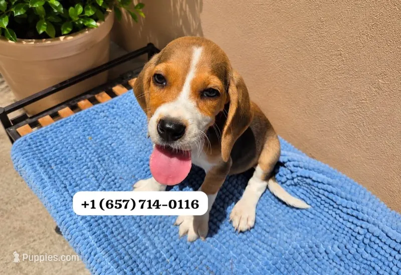 Jack  – Beagle puppy for sale in San Diego, CA