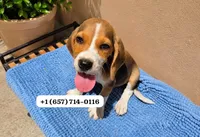 Jack , a male Beagle for sale in San Diego, CA – 1 of 1