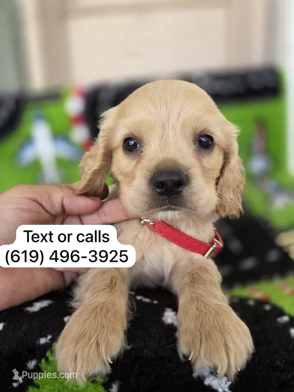 Ollie – English Cocker Spaniel puppy for sale in San Diego, CA