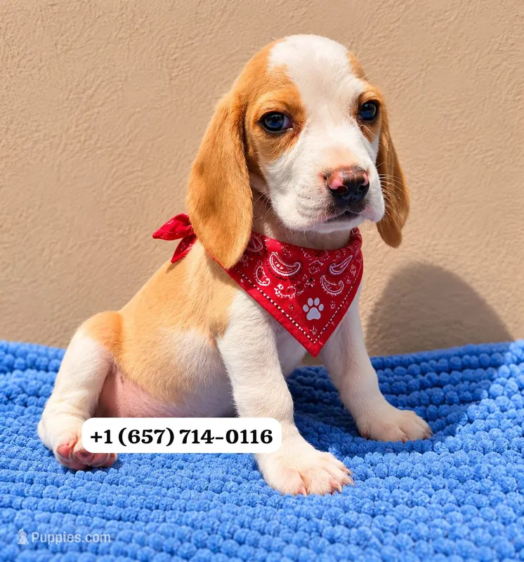 Bruno  – Beagle puppy for sale in San Diego, CA