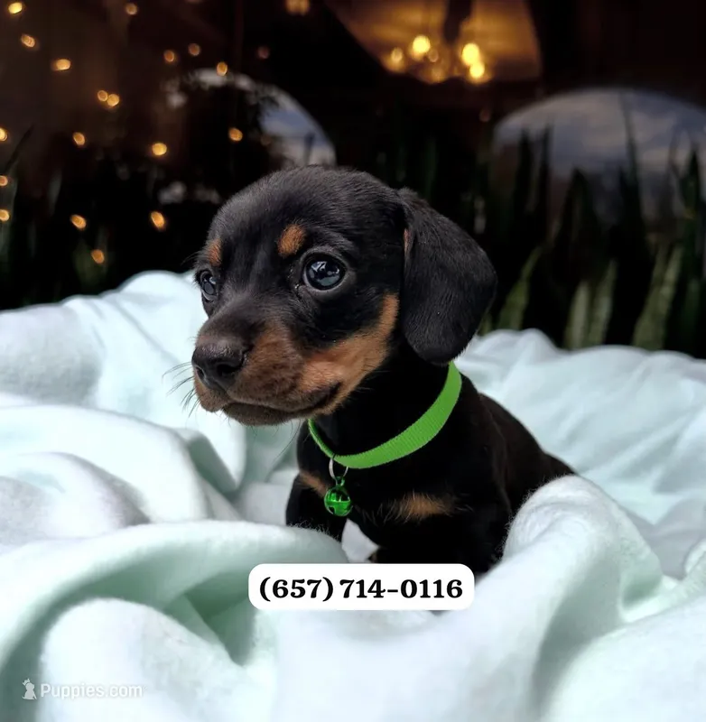 Da vinci  – Miniature Dachshund puppy for sale in San Diego, CA
