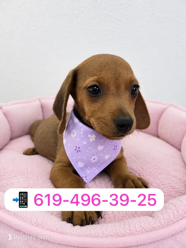 Cinnamon – Miniature Dachshund puppy for sale in San Diego, CA
