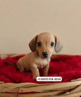 Toby, a male Dachshund for sale in San Diego, CA – 1 of 1
