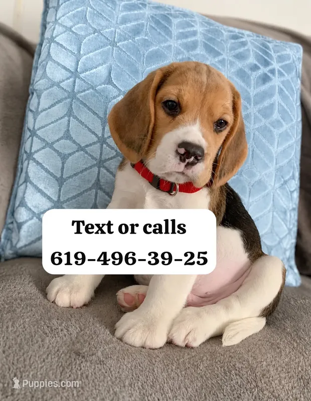 Luca  – Beagle puppy for sale in San Diego, CA