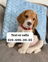 Luca , a male Beagle for sale in San Diego, CA – 1 of 1