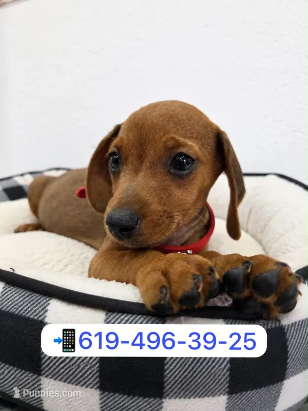 Whisky  – Miniature Dachshund puppy for sale in San Diego, CA