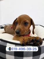 Whisky , a male Miniature Dachshund for sale in San Diego, CA – 1 of 1