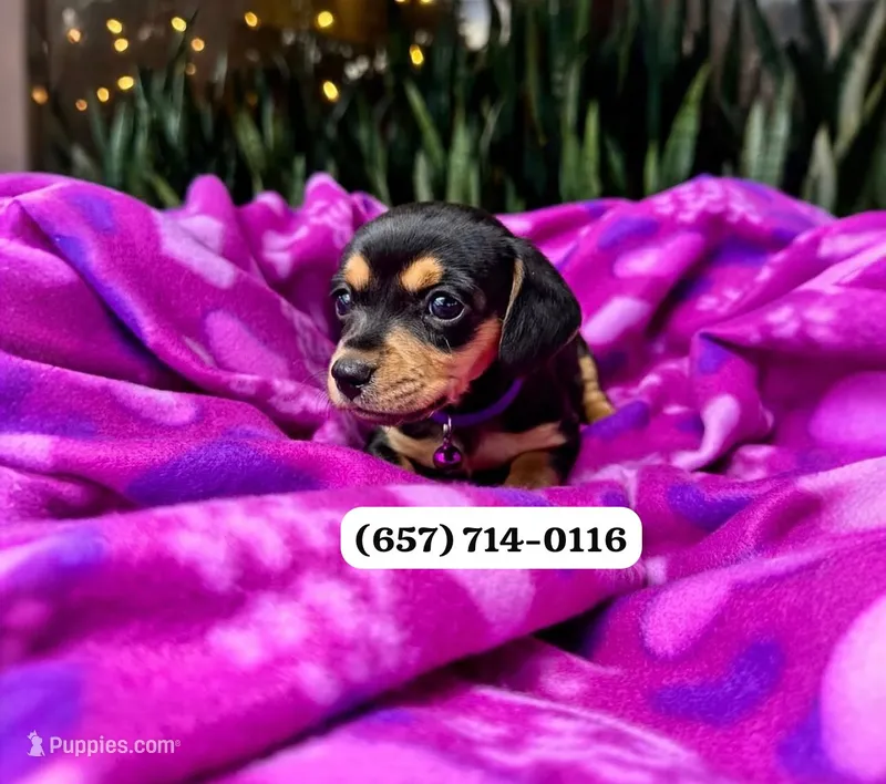 Frida  – Miniature Dachshund puppy for sale in San Diego, CA
