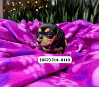 Frida , a female Miniature Dachshund for sale in San Diego, CA – 1 of 1