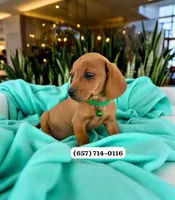 Lucky , a male Miniature Dachshund for sale in San Diego, CA – 1 of 1