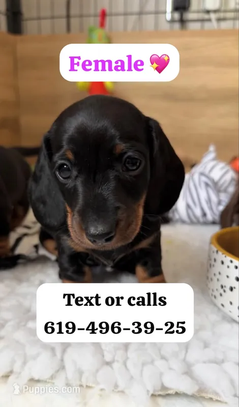 Lola  – Miniature Dachshund puppy for sale in San Diego, CA
