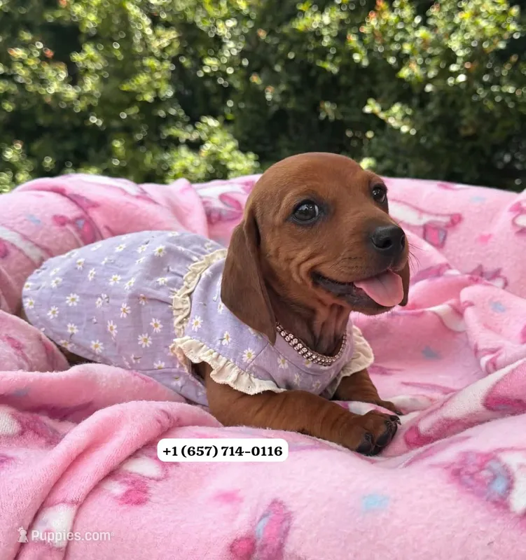 Canela  – Dachshund puppy for sale in San Diego, CA