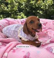 Canela , a female Dachshund for sale in San Diego, CA – 1 of 1