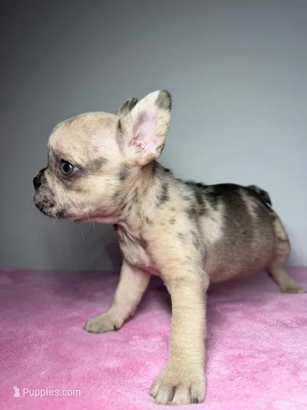 Luna  – French Bulldog puppy for sale in San Diego, CA