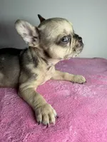 Luna , a female French Bulldog for sale in San Diego, CA – Photo 2 of 4