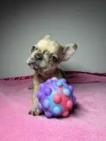 Luna , a female French Bulldog for sale in San Diego, CA – Photo 4 of 4