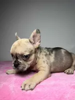 Luna , a female French Bulldog for sale in San Diego, CA – Photo 3 of 4