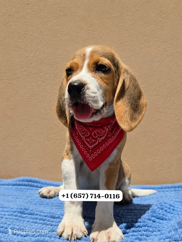 Max  – Beagle puppy for sale in San Diego, CA